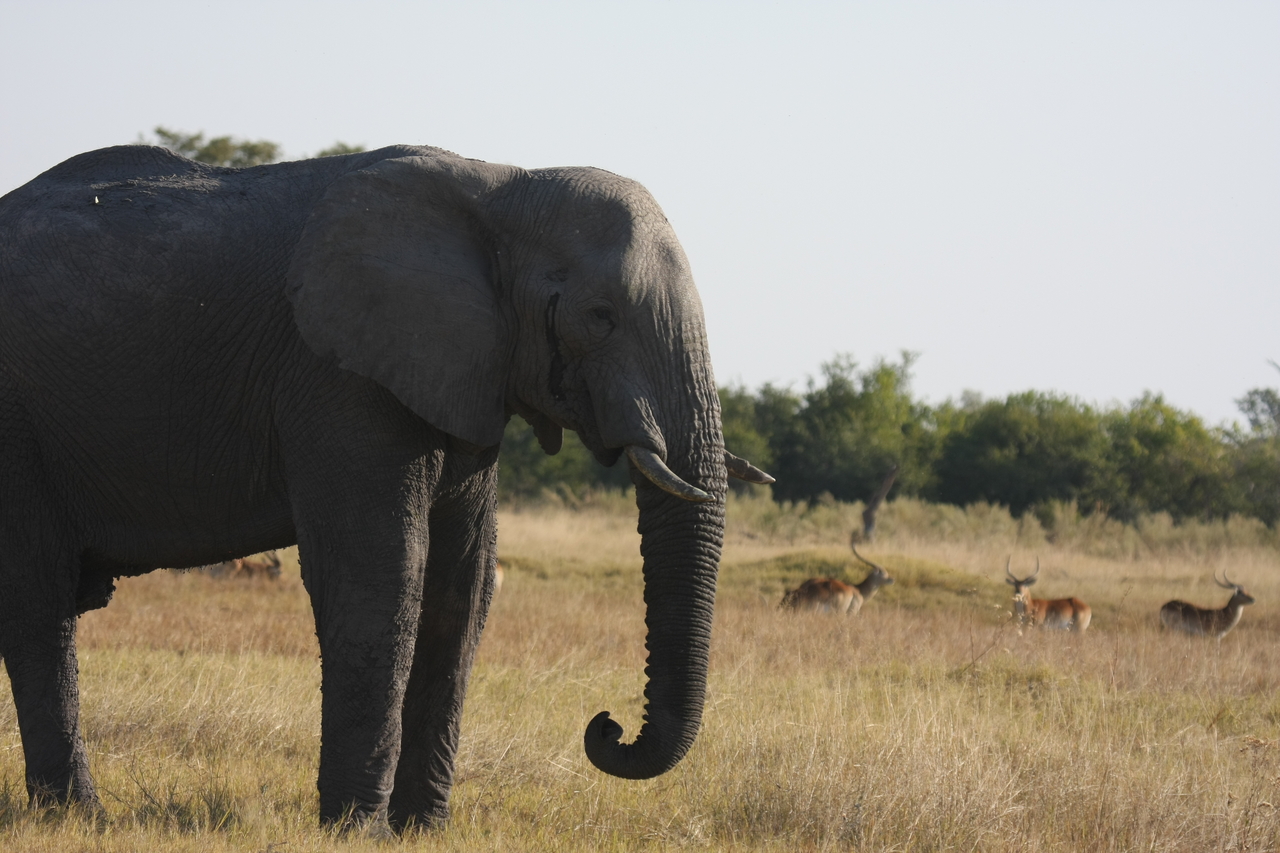 [25116] 2016_06_30_10_06_22_Africa_Canon_EOS_40D_IMG__00750.jpg