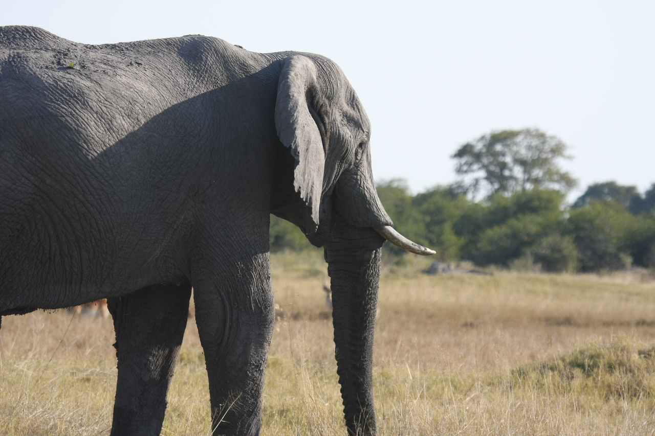 [25137] 2016_06_30_10_07_00_Africa_Canon_EOS_40D_IMG__00755.jpg
