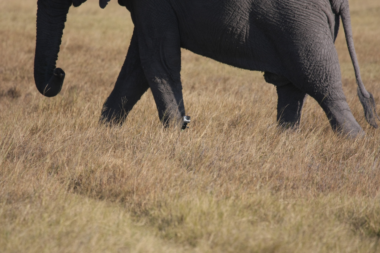 [25172] 2016_06_30_10_09_32_Africa_Canon_EOS_40D_IMG__11938.jpg