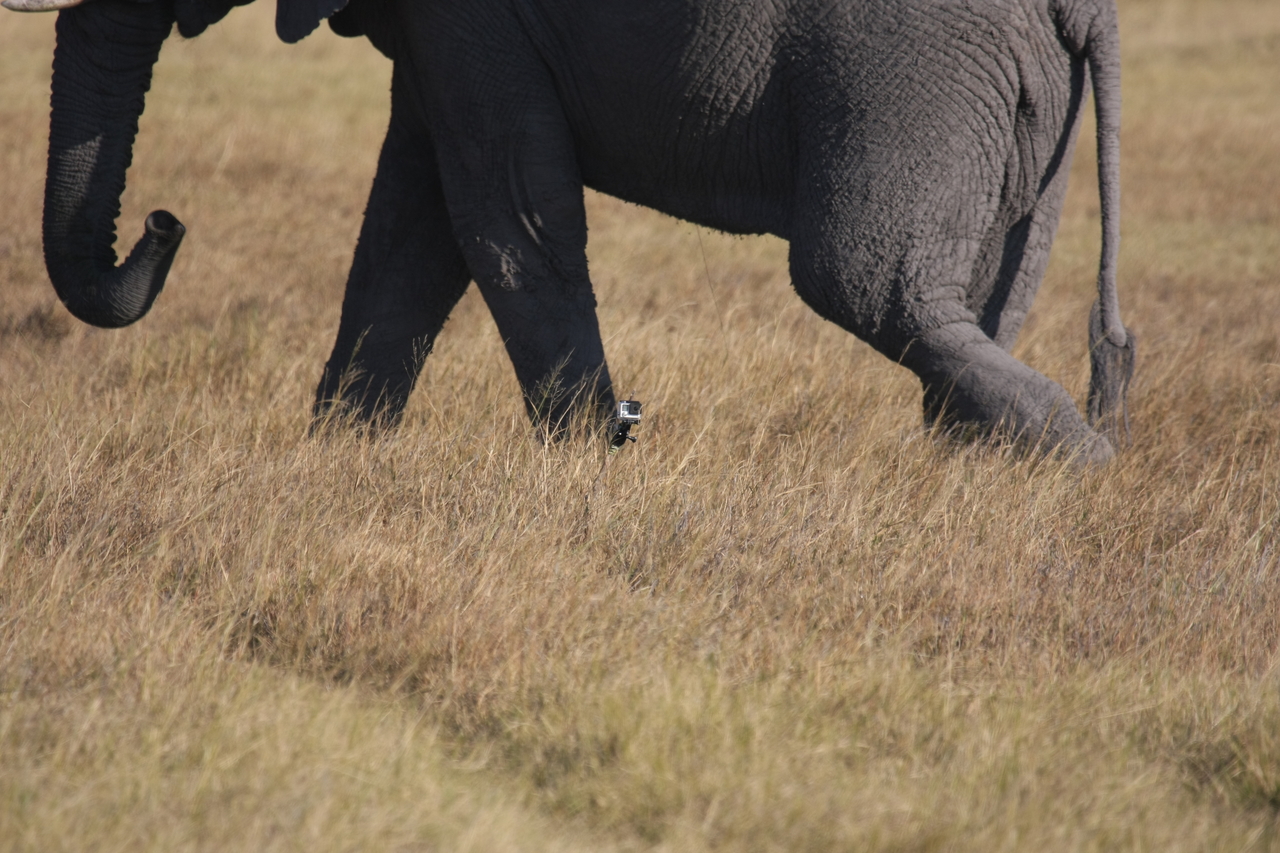 [25173] 2016_06_30_10_09_32_Africa_Canon_EOS_40D_IMG__11939.jpg
