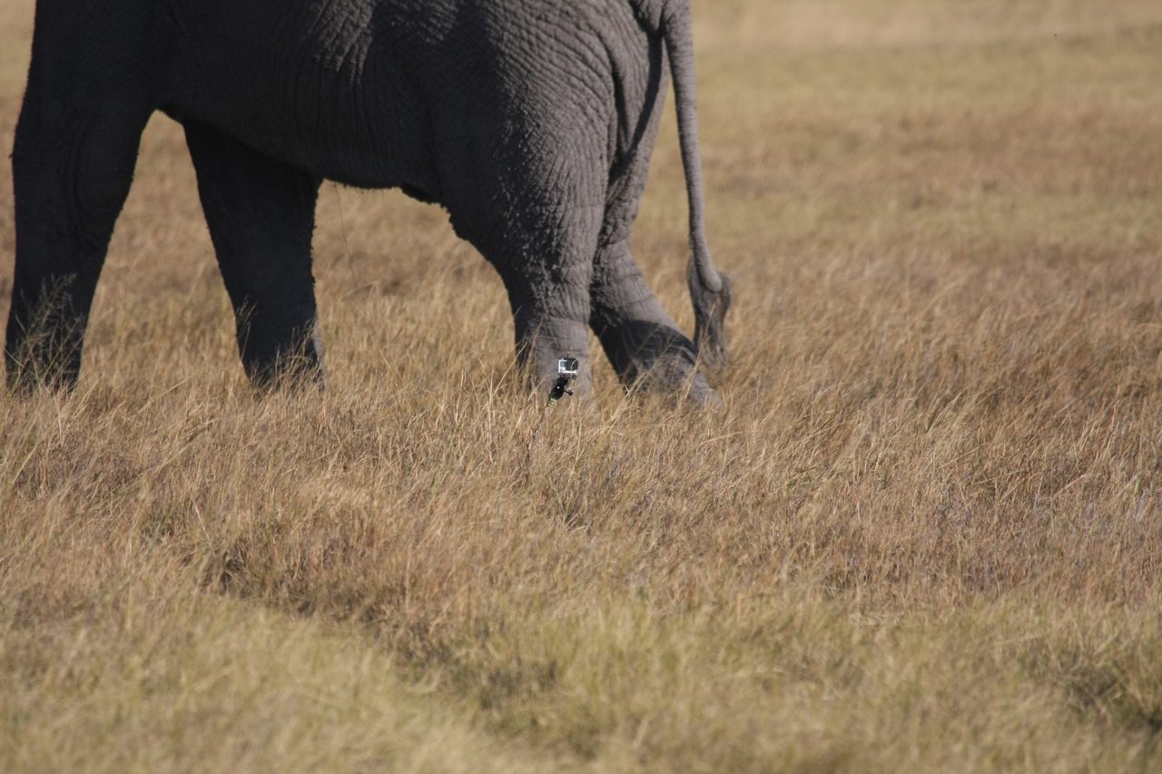 [25184] 2016_06_30_10_09_34_Africa_Canon_EOS_40D_IMG__00772.jpg
