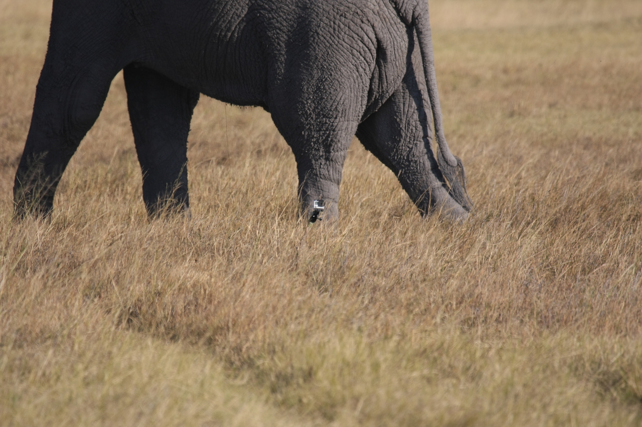 [25187] 2016_06_30_10_09_34_Africa_Canon_EOS_40D_IMG__11944.jpg