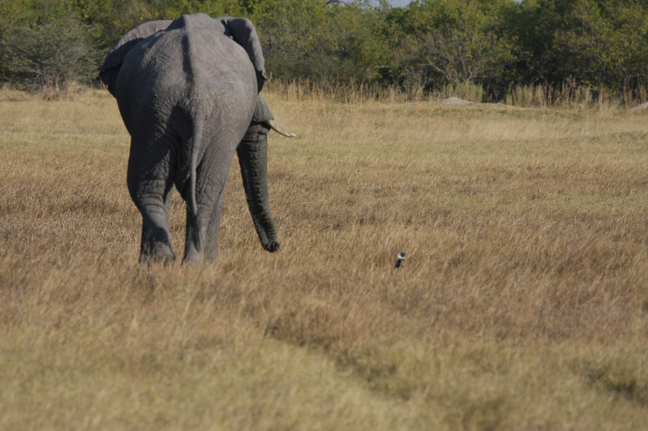 [25193] 2016_06_30_10_09_53_Africa_Canon_EOS_40D_IMG__11946.jpg