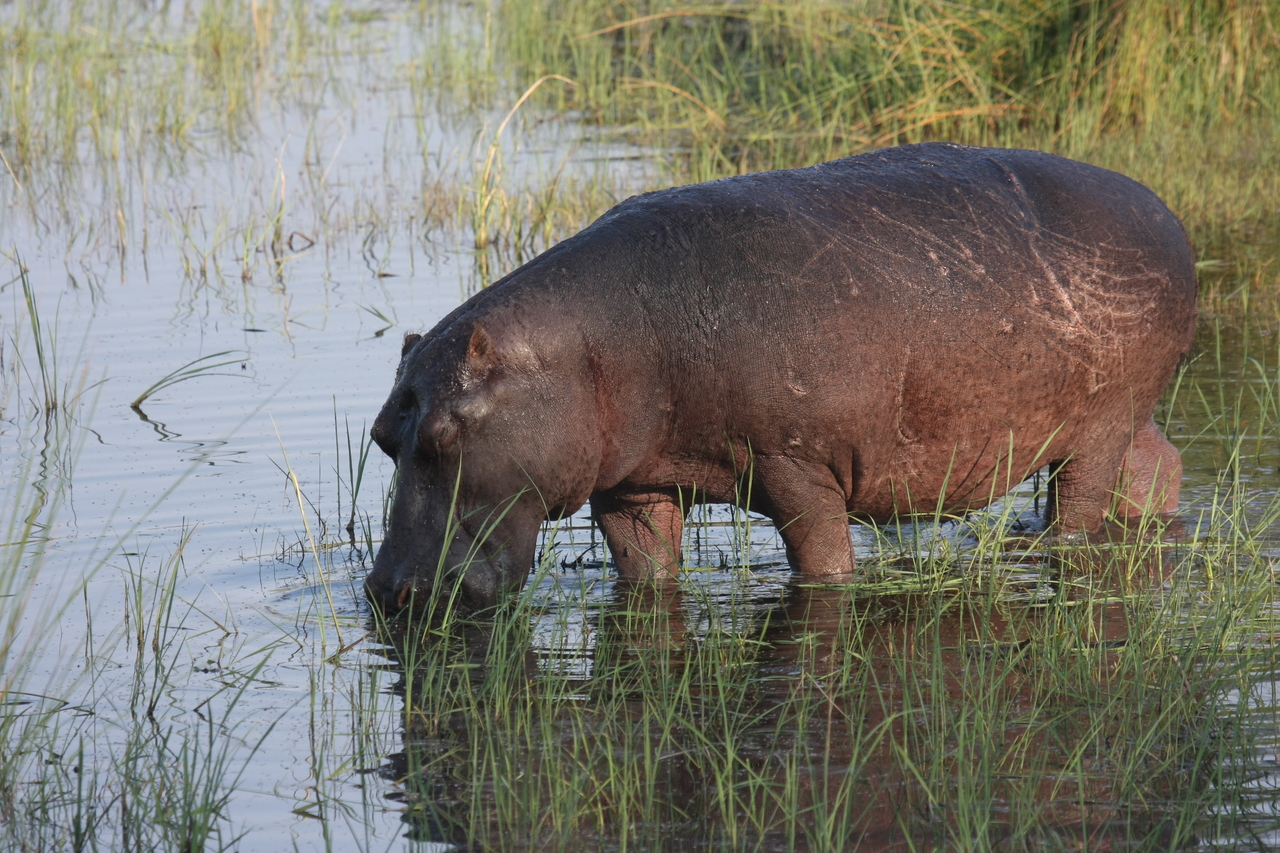 [27540] 2016_07_02_02_44_54_Africa_Canon_EOS_40D_IMG__04776.jpg