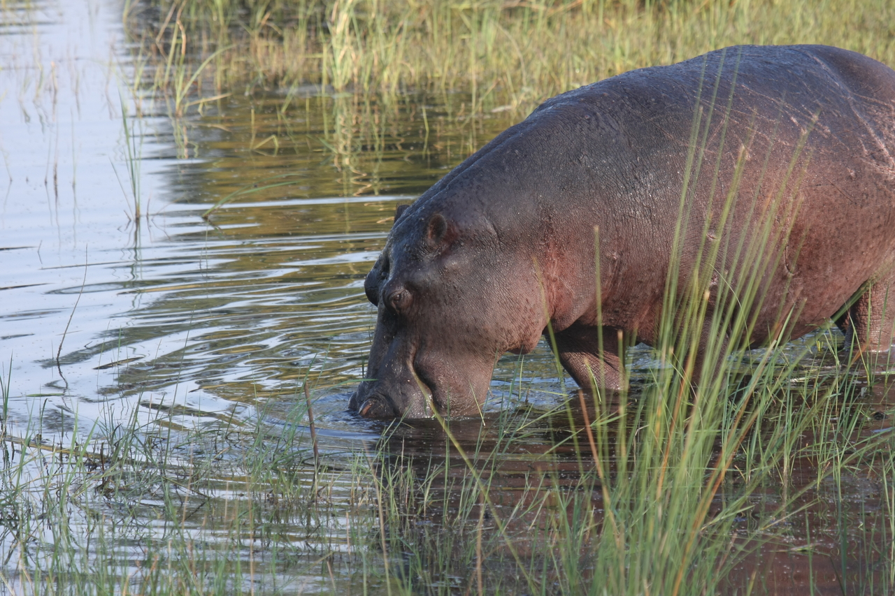 [27545] 2016_07_02_02_45_05_Africa_Canon_EOS_40D_IMG__04787.jpg