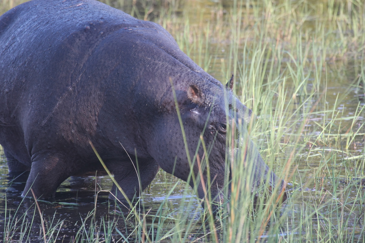 [27554] 2016_07_02_02_45_21_Africa_Canon_EOS_40D_IMG__12256.jpg