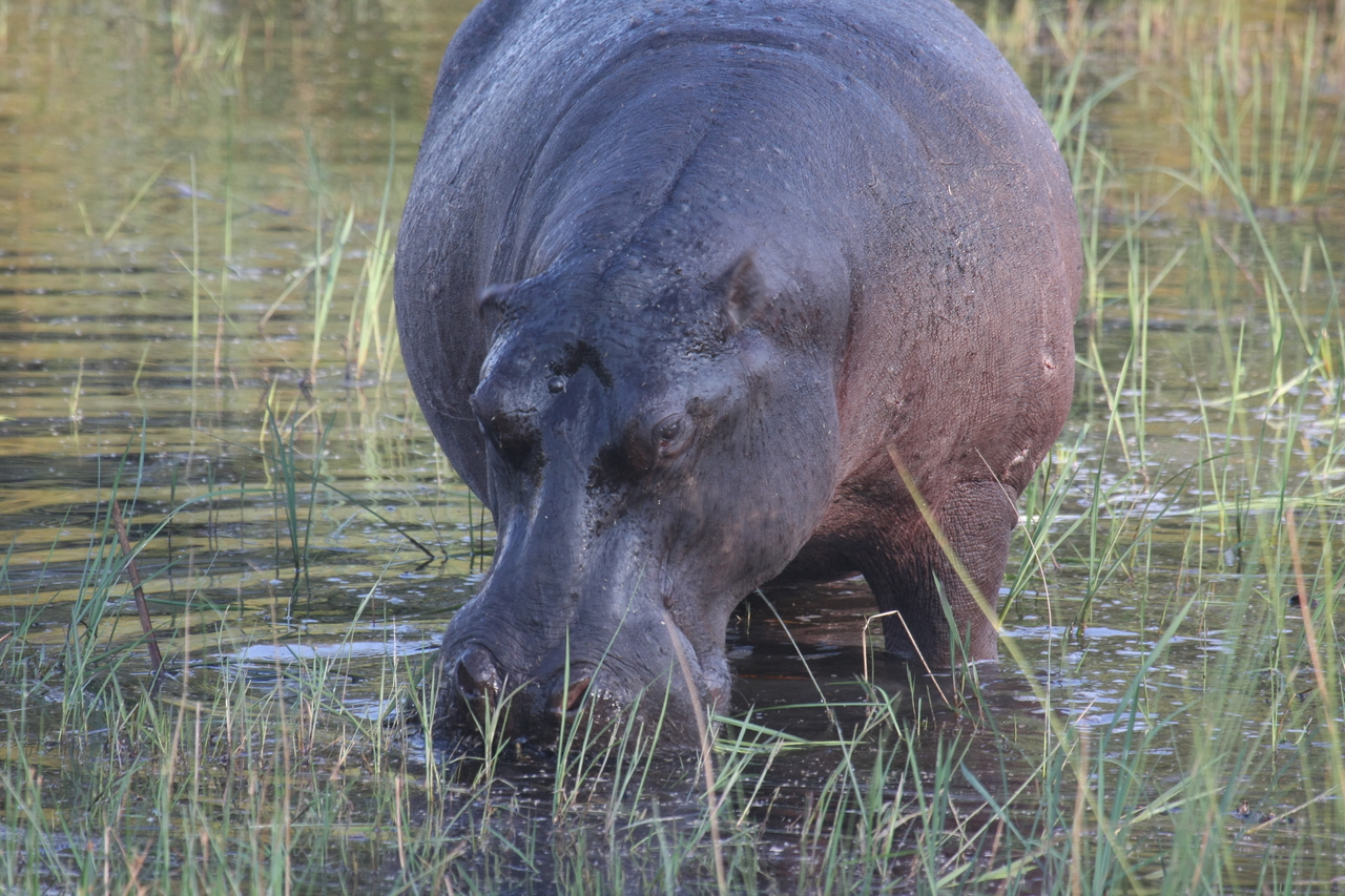 [27558] 2016_07_02_02_45_25_Africa_Canon_EOS_40D_IMG__00025.jpg