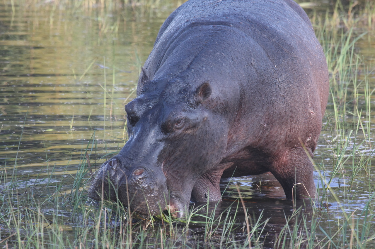 [27566] 2016_07_02_02_45_26_Africa_Canon_EOS_40D_IMG__00047.jpg