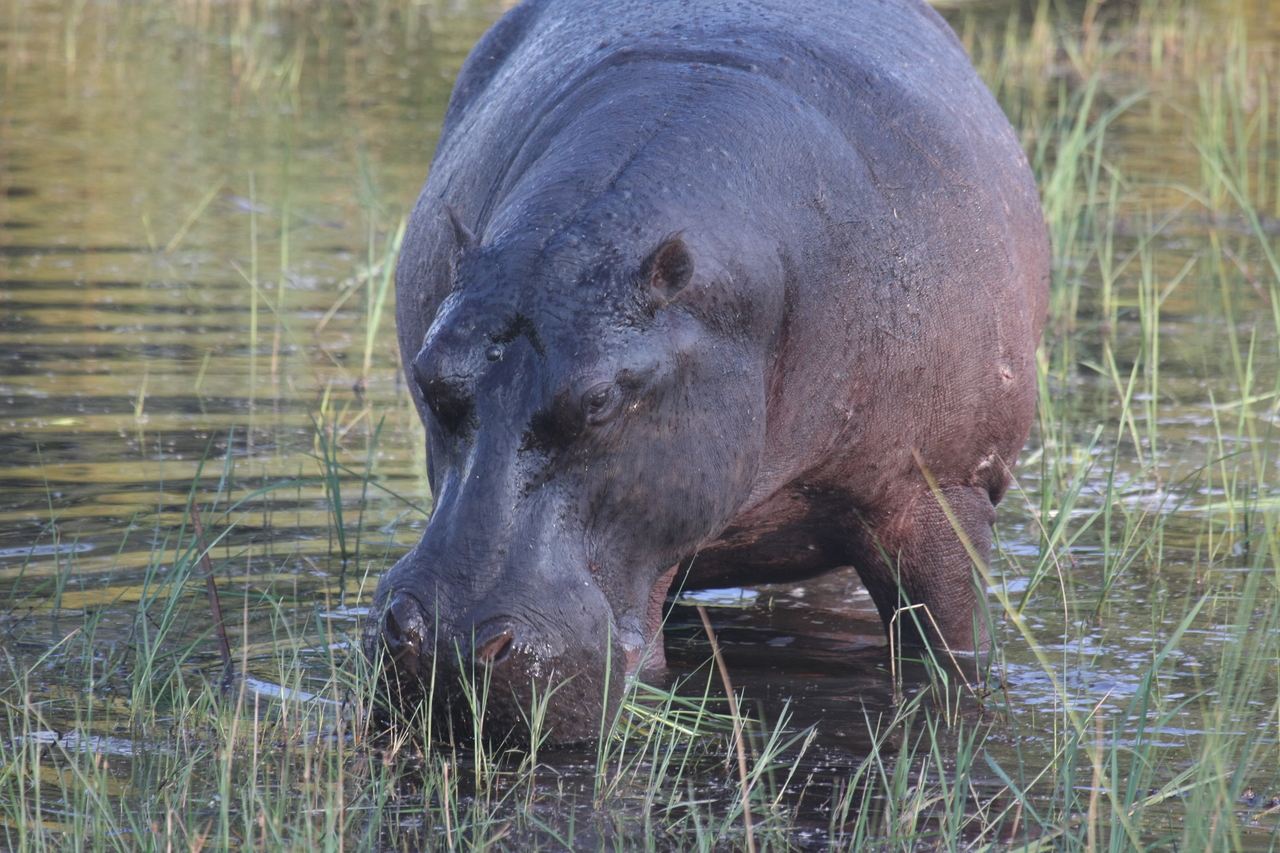 [27569] 2016_07_02_02_45_26_Africa_Canon_EOS_40D_IMG__12026.jpg