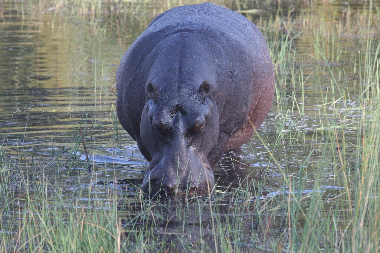 [27572] 2016_07_02_02_45_30_Africa_Canon_EOS_40D_IMG__00069.jpg