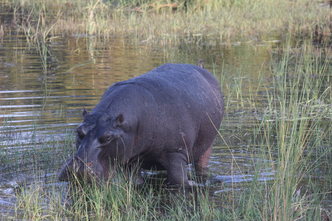 [27598] 2016_07_02_02_45_59_Africa_Canon_EOS_40D_IMG__04690.jpg