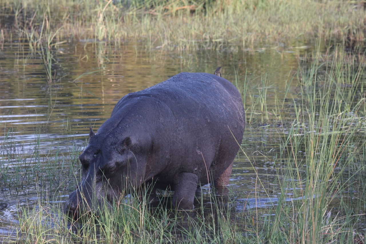 [27602] 2016_07_02_02_45_59_Africa_Canon_EOS_40D_IMG__12148.jpg