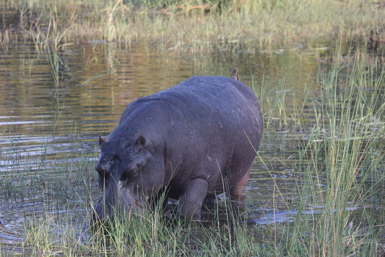[27603] 2016_07_02_02_45_59_Africa_Canon_EOS_40D_IMG__12159.jpg