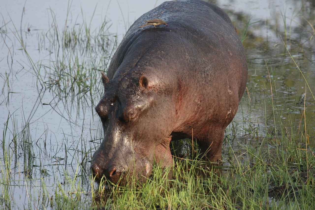 [27607] 2016_07_02_02_46_56_Africa_Canon_EOS_40D_IMG__00191.jpg