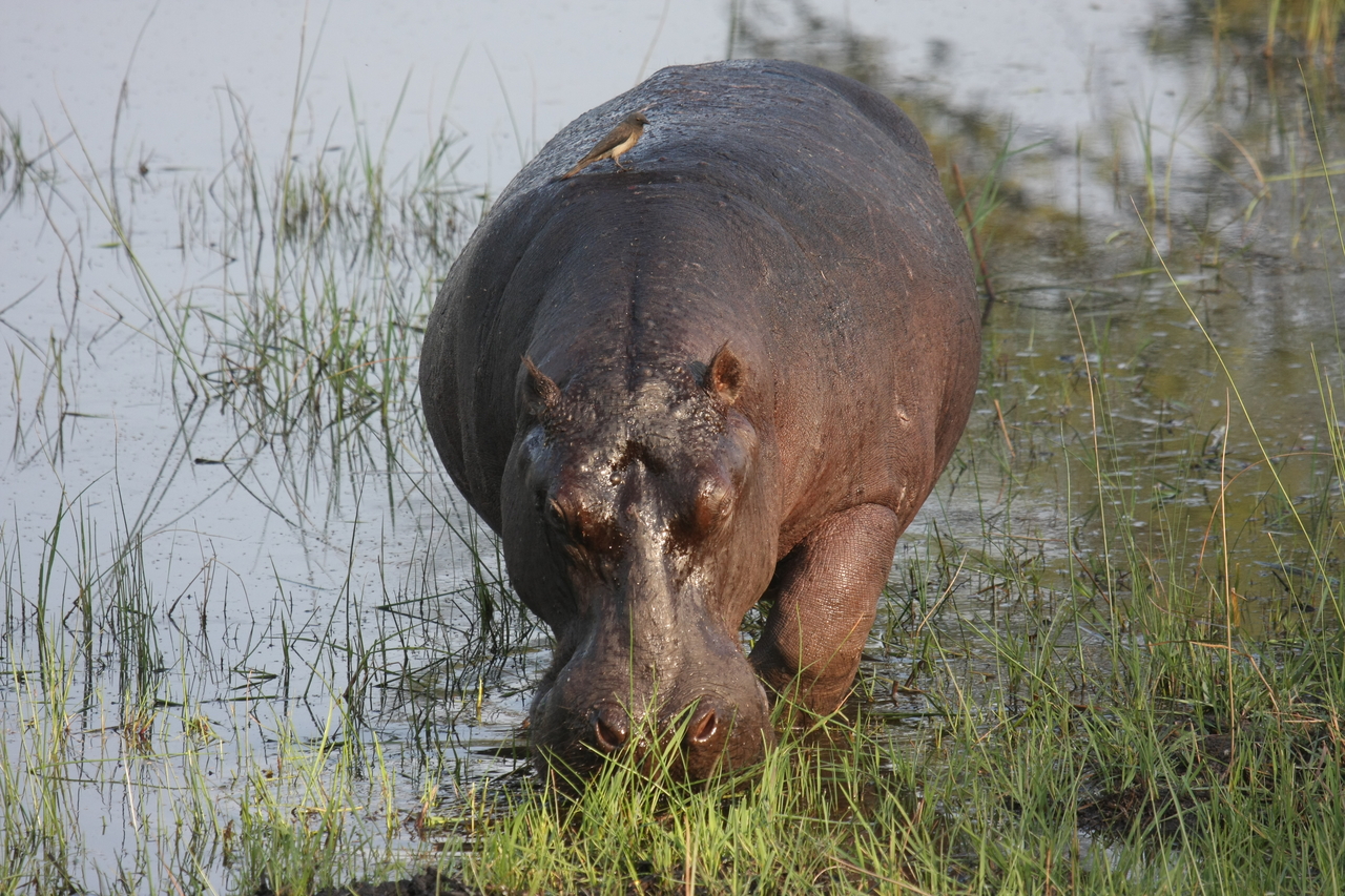 [27614] 2016_07_02_02_46_58_Africa_Canon_EOS_40D_IMG__12192.jpg