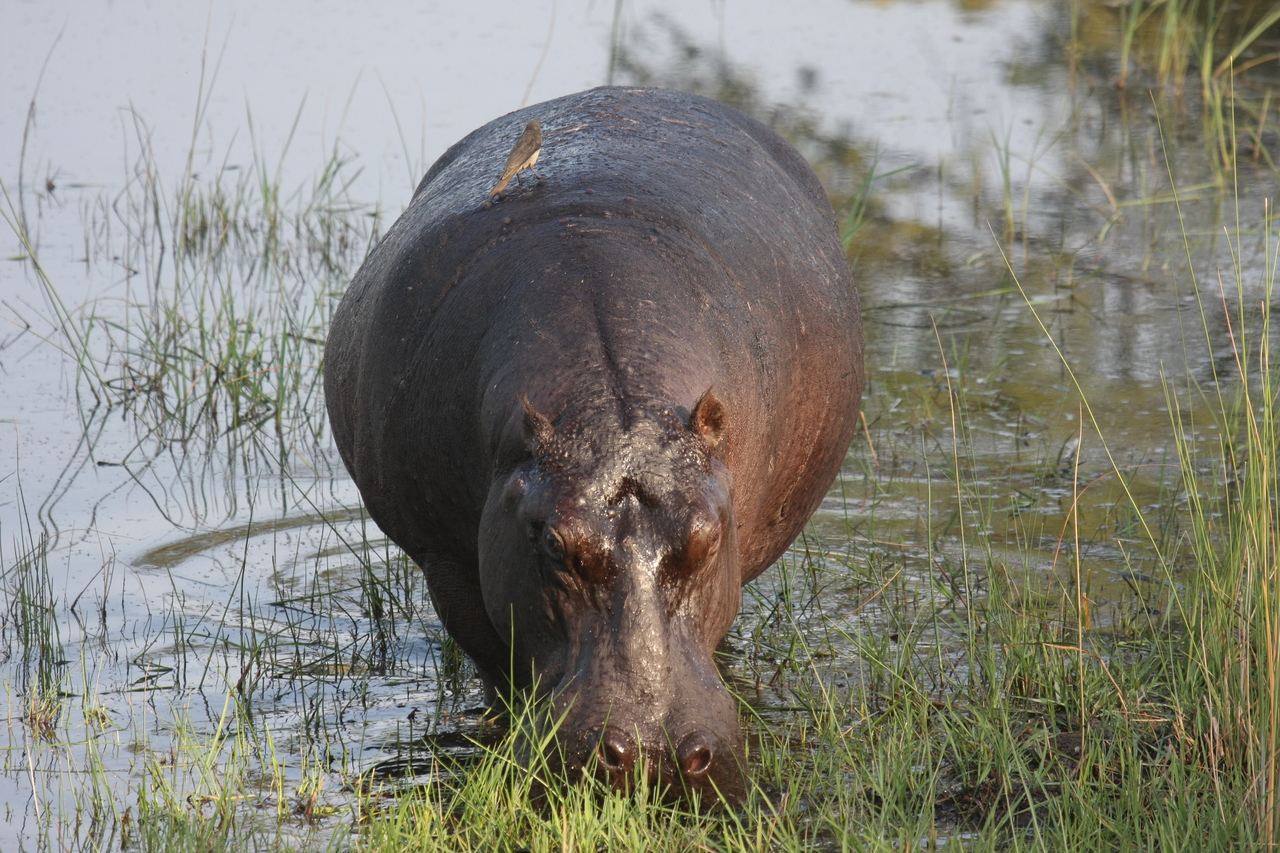 [27618] 2016_07_02_02_47_00_Africa_Canon_EOS_40D_IMG__04755.jpg
