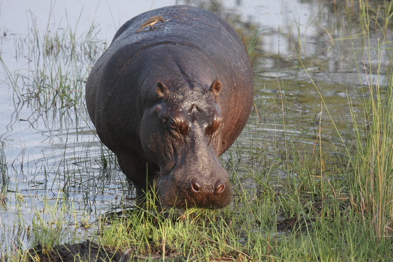 [27629] 2016_07_02_02_47_02_Africa_Canon_EOS_40D_IMG__04759.jpg