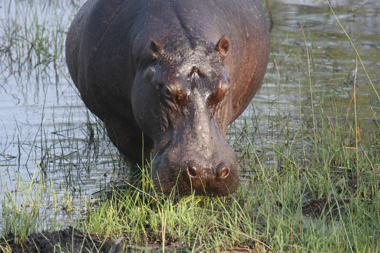 [27637] 2016_07_02_02_47_06_Africa_Canon_EOS_40D_IMG__12207.jpg