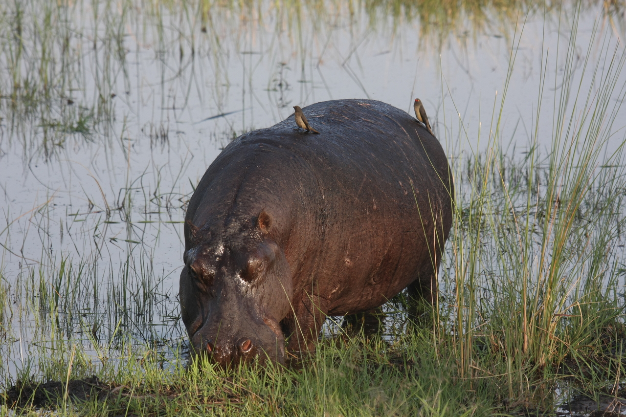 [27650] 2016_07_02_02_47_46_Africa_Canon_EOS_40D_IMG__04767.jpg