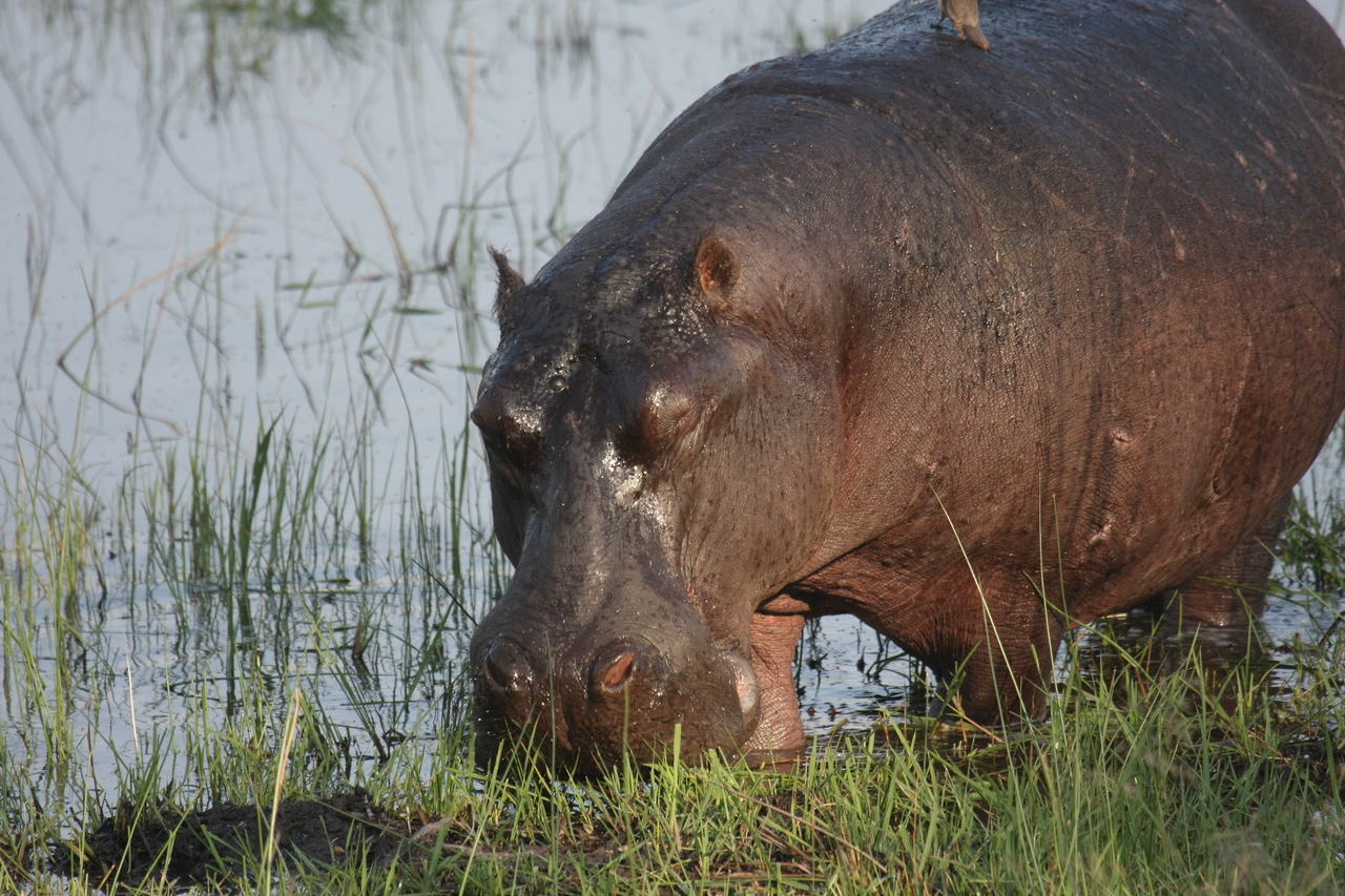 [27654] 2016_07_02_02_47_49_Africa_Canon_EOS_40D_IMG__00227.jpg