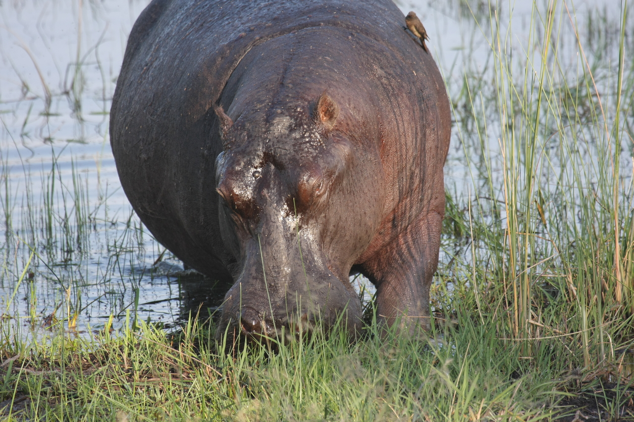[27663] 2016_07_02_02_48_00_Africa_Canon_EOS_40D_IMG__04771.jpg