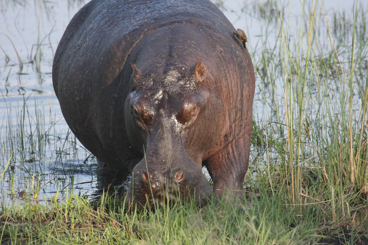 [27666] 2016_07_02_02_48_00_Africa_Canon_EOS_40D_IMG__12219.jpg