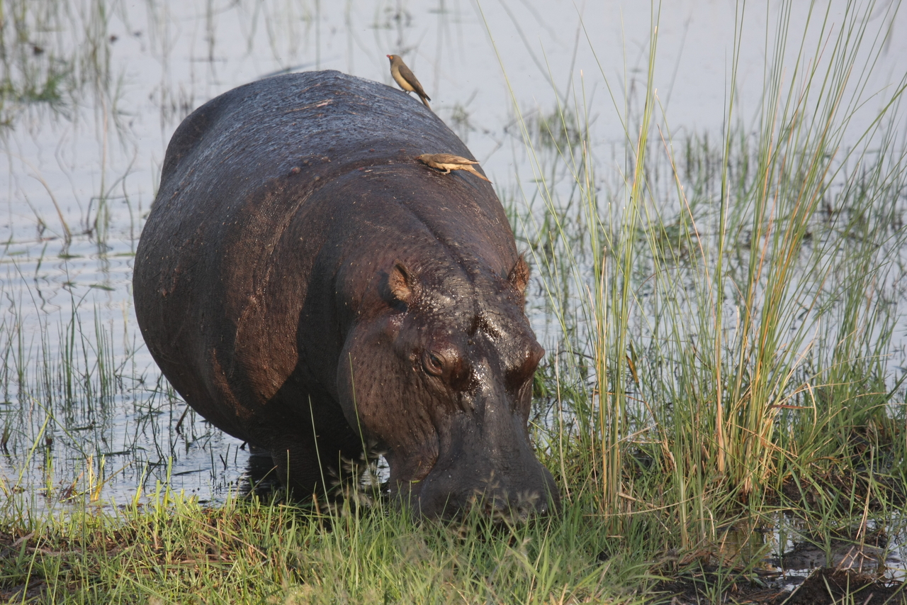 [27670] 2016_07_02_02_48_03_Africa_Canon_EOS_40D_IMG__04773.jpg
