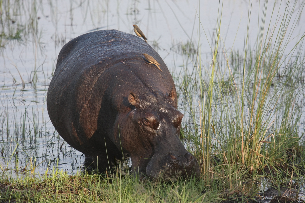 [27674] 2016_07_02_02_48_03_Africa_Canon_EOS_40D_IMG__12221.jpg