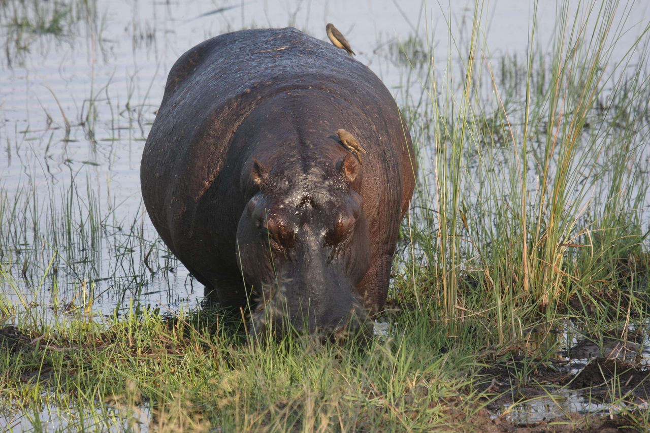 [27677] 2016_07_02_02_48_08_Africa_Canon_EOS_40D_IMG__00235.jpg