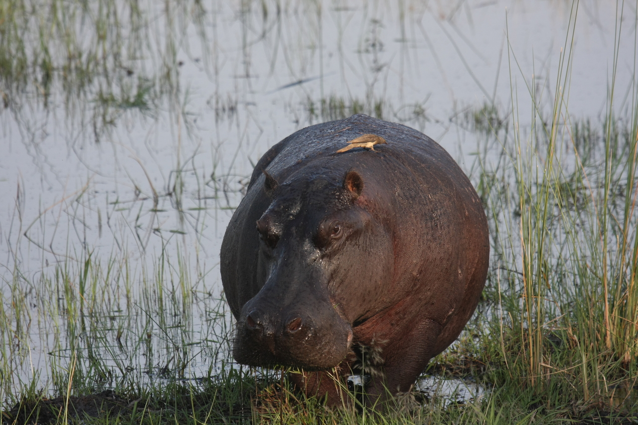 [27690] 2016_07_02_02_48_35_Africa_Canon_EOS_40D_IMG__00240.jpg