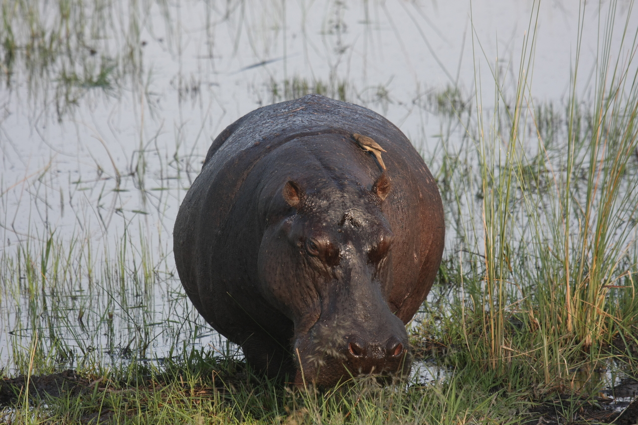 [27705] 2016_07_02_02_48_38_Africa_Canon_EOS_40D_IMG__12233.jpg