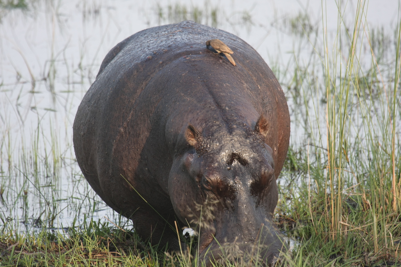 [27710] 2016_07_02_02_48_44_Africa_Canon_EOS_40D_IMG__04789.jpg
