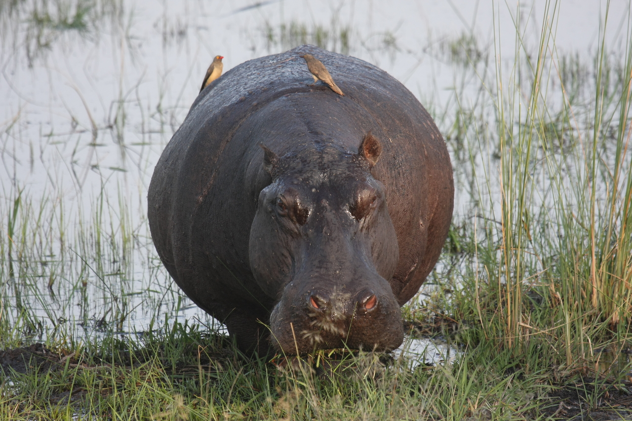 [27725] 2016_07_02_02_48_48_Africa_Canon_EOS_40D_IMG__12240.jpg