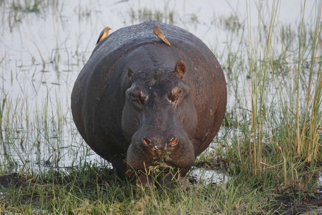 [27726] 2016_07_02_02_48_48_Africa_Canon_EOS_40D_IMG__12241.jpg
