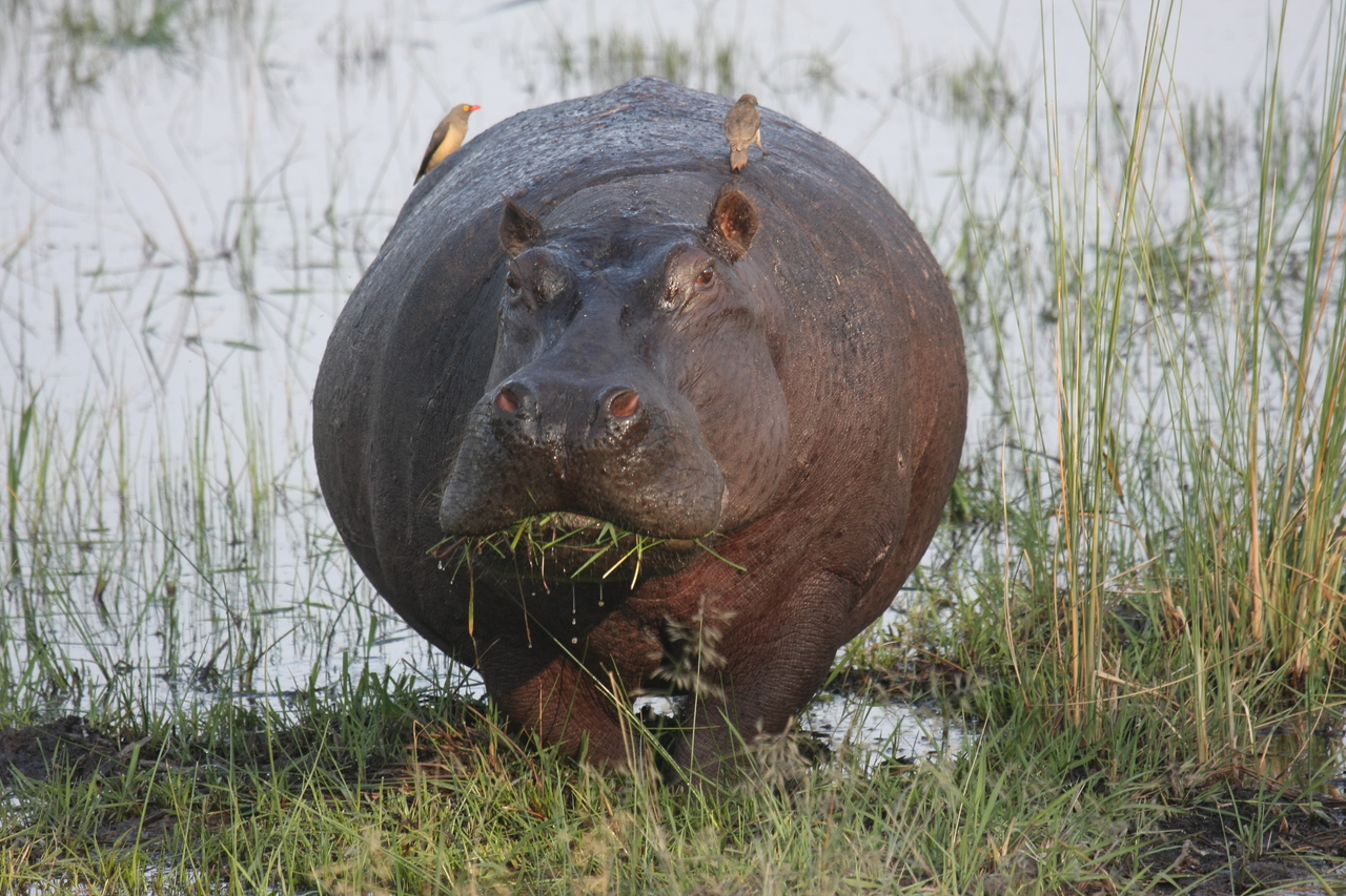 [27728] 2016_07_02_02_48_49_Africa_Canon_EOS_40D_IMG__00253.jpg
