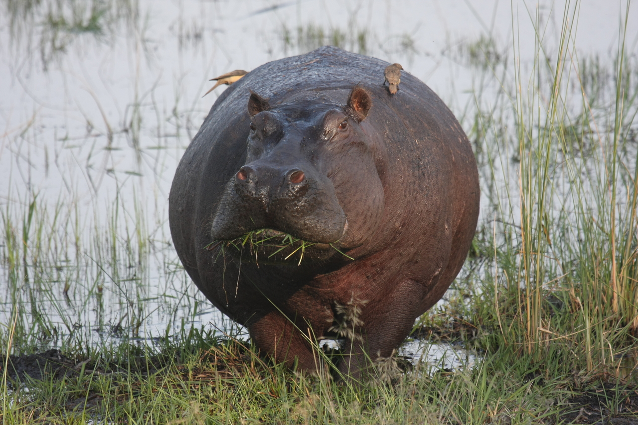 [27735] 2016_07_02_02_48_49_Africa_Canon_EOS_40D_IMG__12244.jpg
