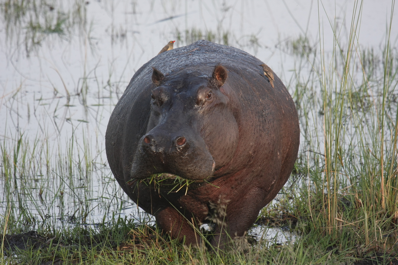 [27746] 2016_07_02_02_48_52_Africa_Canon_EOS_40D_IMG__00260.jpg
