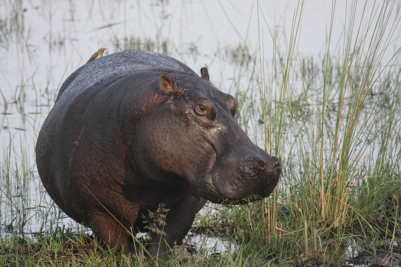 [27765] 2016_07_02_02_48_54_Africa_Canon_EOS_40D_IMG__00268.jpg