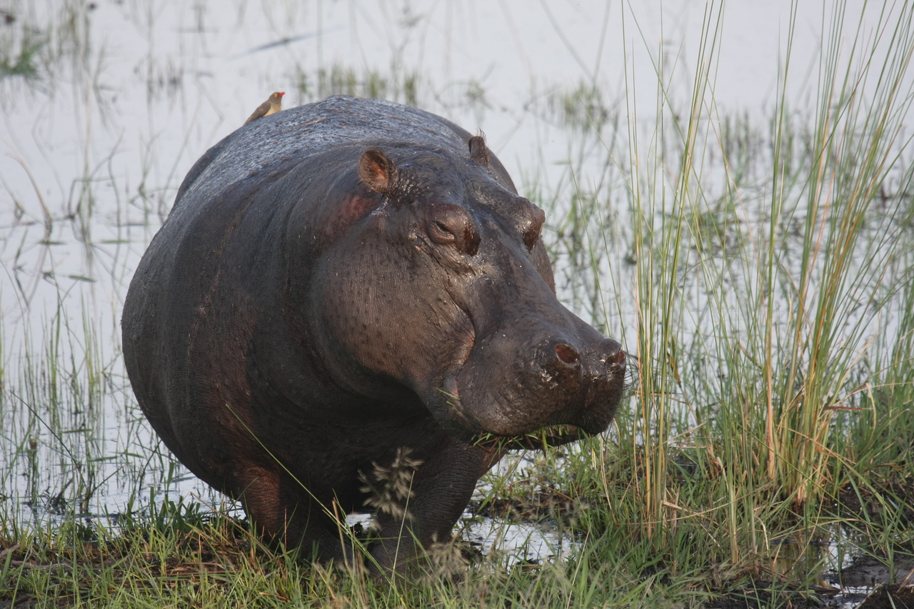 [27769] 2016_07_02_02_48_54_Africa_Canon_EOS_40D_IMG__12255.jpg
