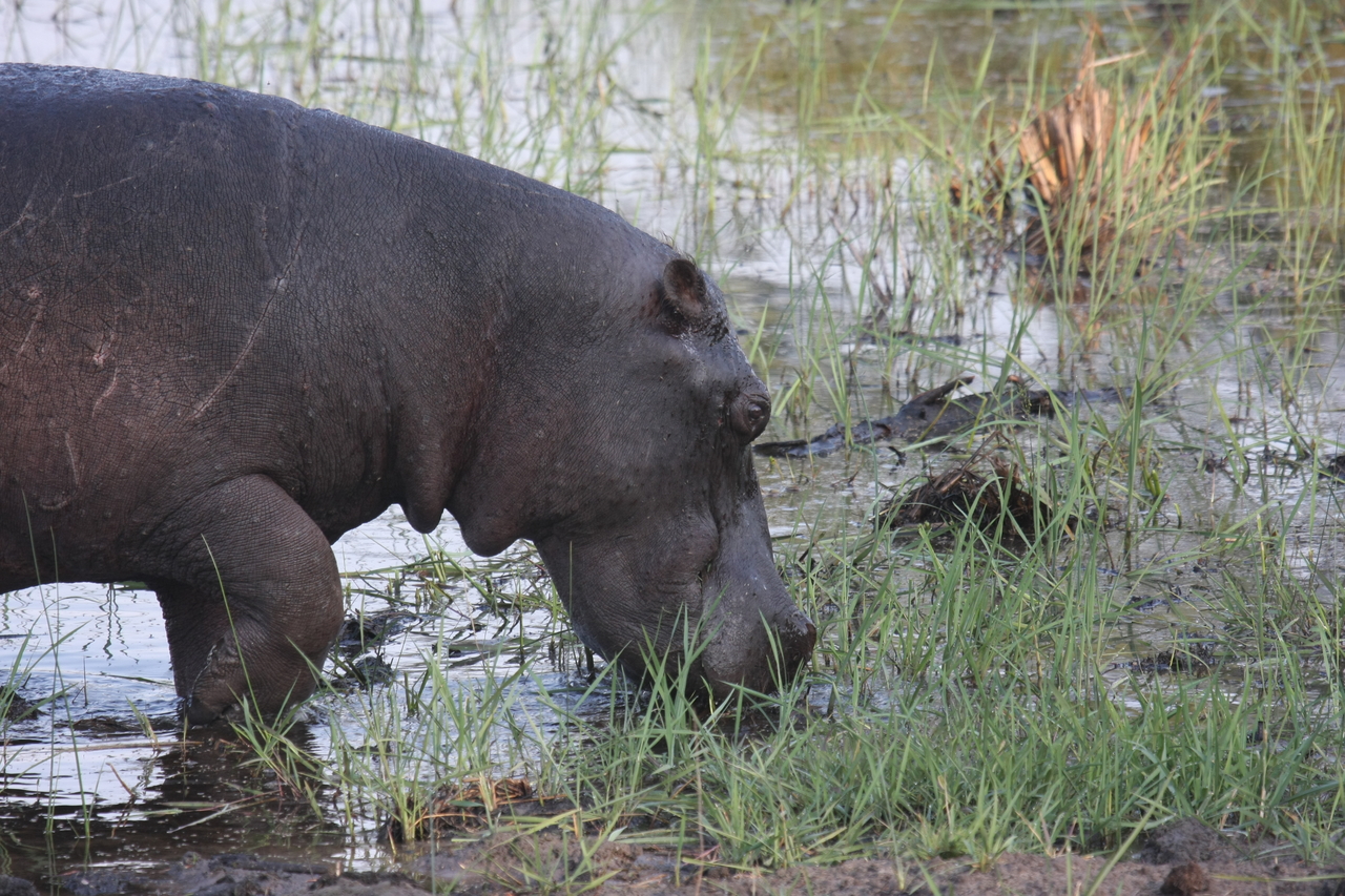 [27778] 2016_07_02_02_49_16_Africa_Canon_EOS_40D_IMG__00271.jpg