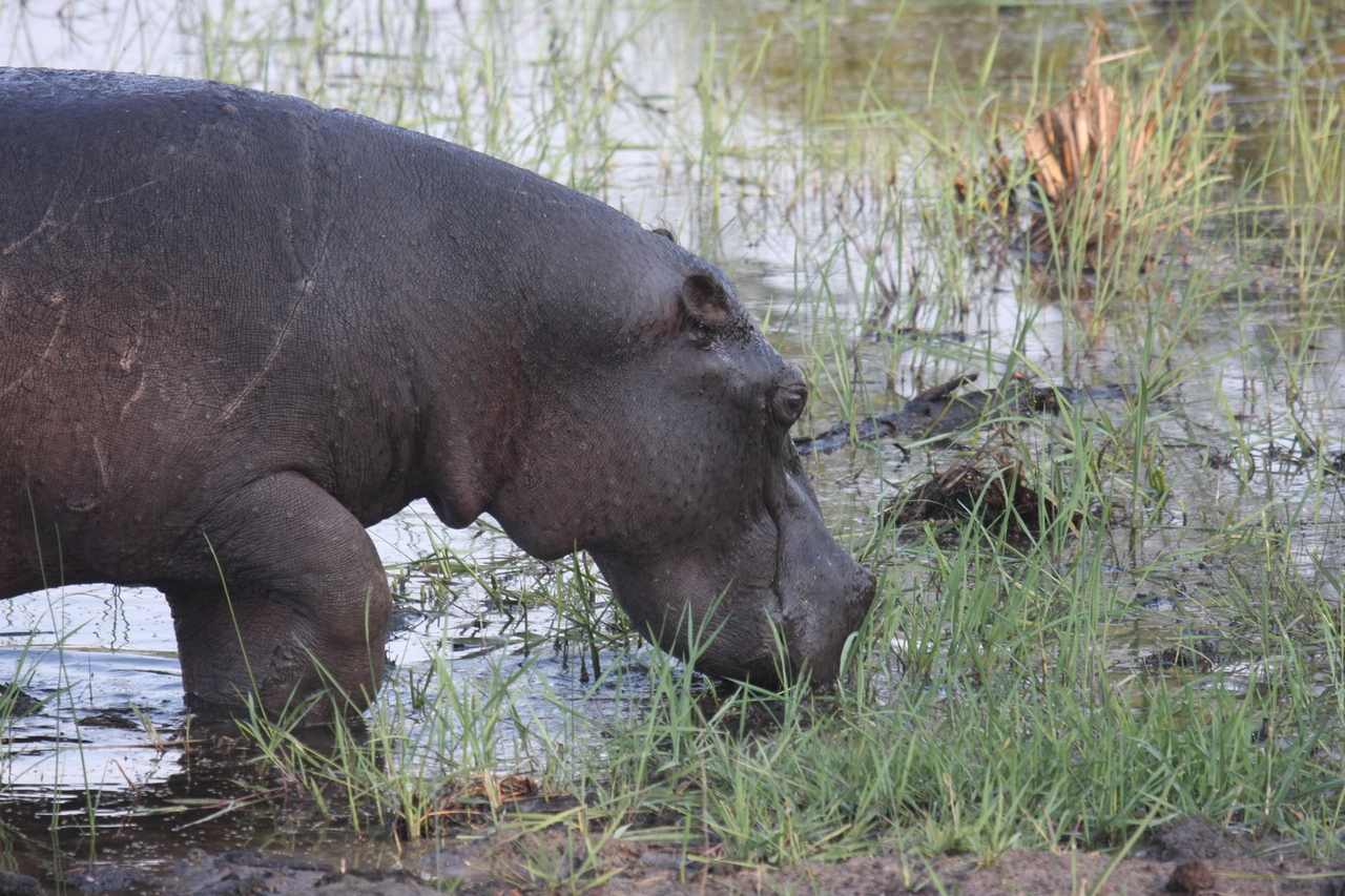 [27785] 2016_07_02_02_49_16_Africa_Canon_EOS_40D_IMG__12262.jpg