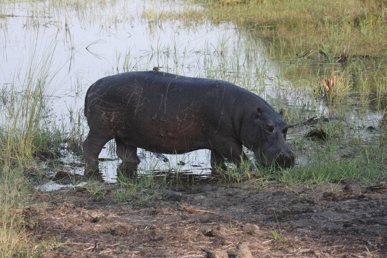 [27788] 2016_07_02_02_49_22_Africa_Canon_EOS_40D_IMG__00275.jpg