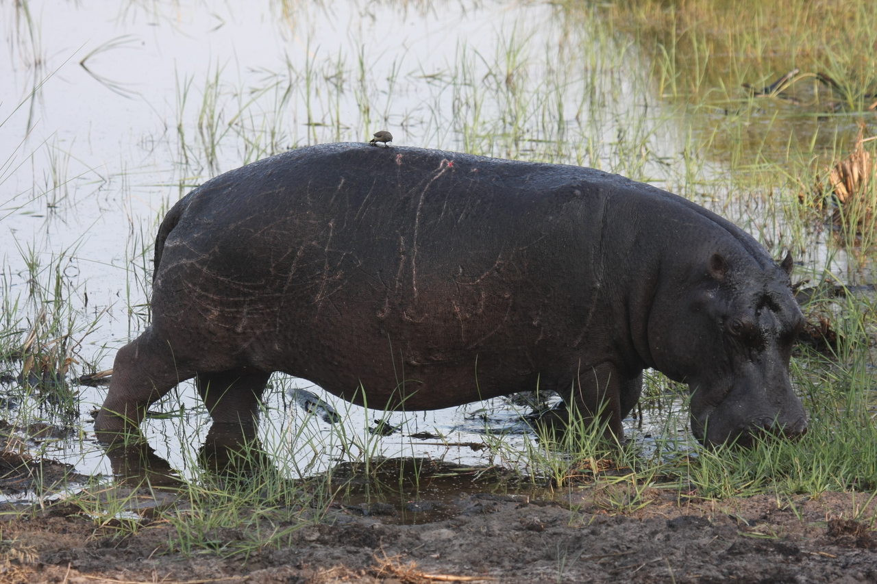 [27815] 2016_07_02_02_49_28_Africa_Canon_EOS_40D_IMG__12273.jpg