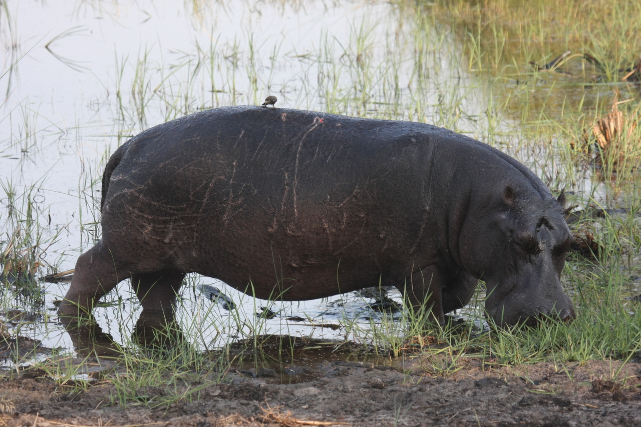 [27816] 2016_07_02_02_49_28_Africa_Canon_EOS_40D_IMG__12274.jpg