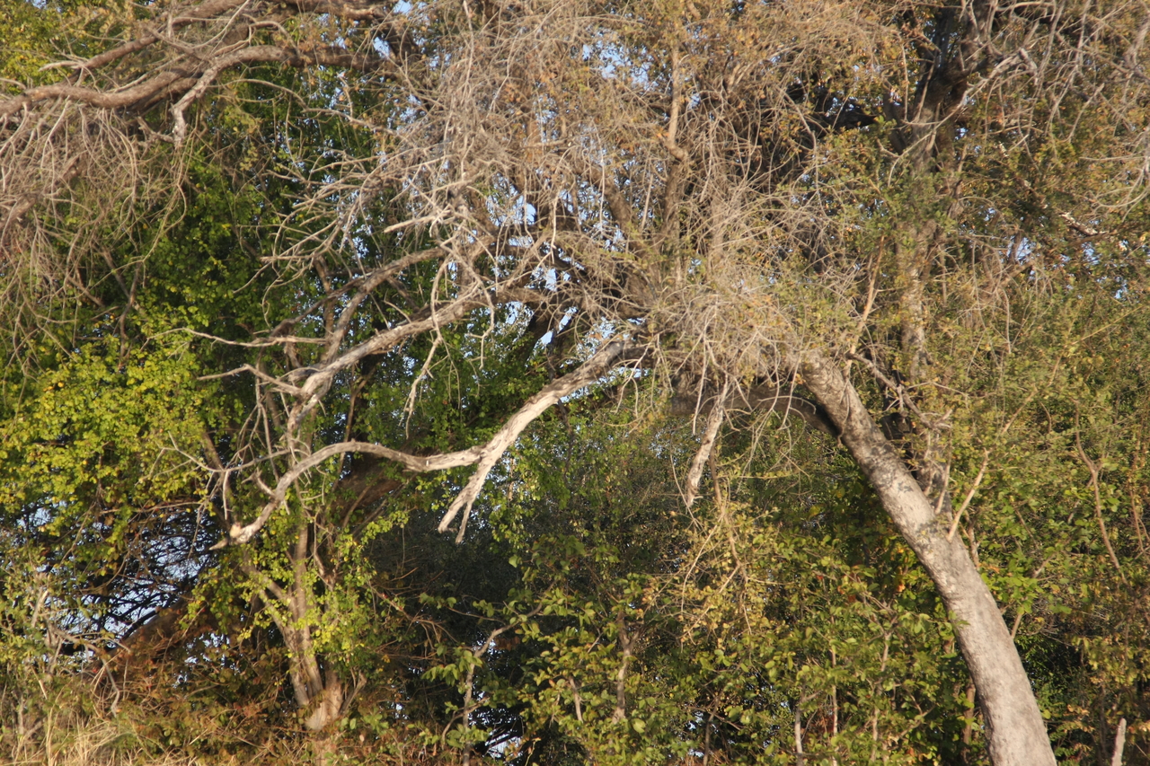 [28390] 2016_07_02_10_56_34_Africa_Canon_EOS_40D_IMG__00111.jpg