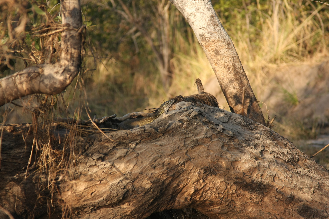 [28431] 2016_07_02_11_00_48_Africa_Canon_EOS_40D_IMG__00127.jpg