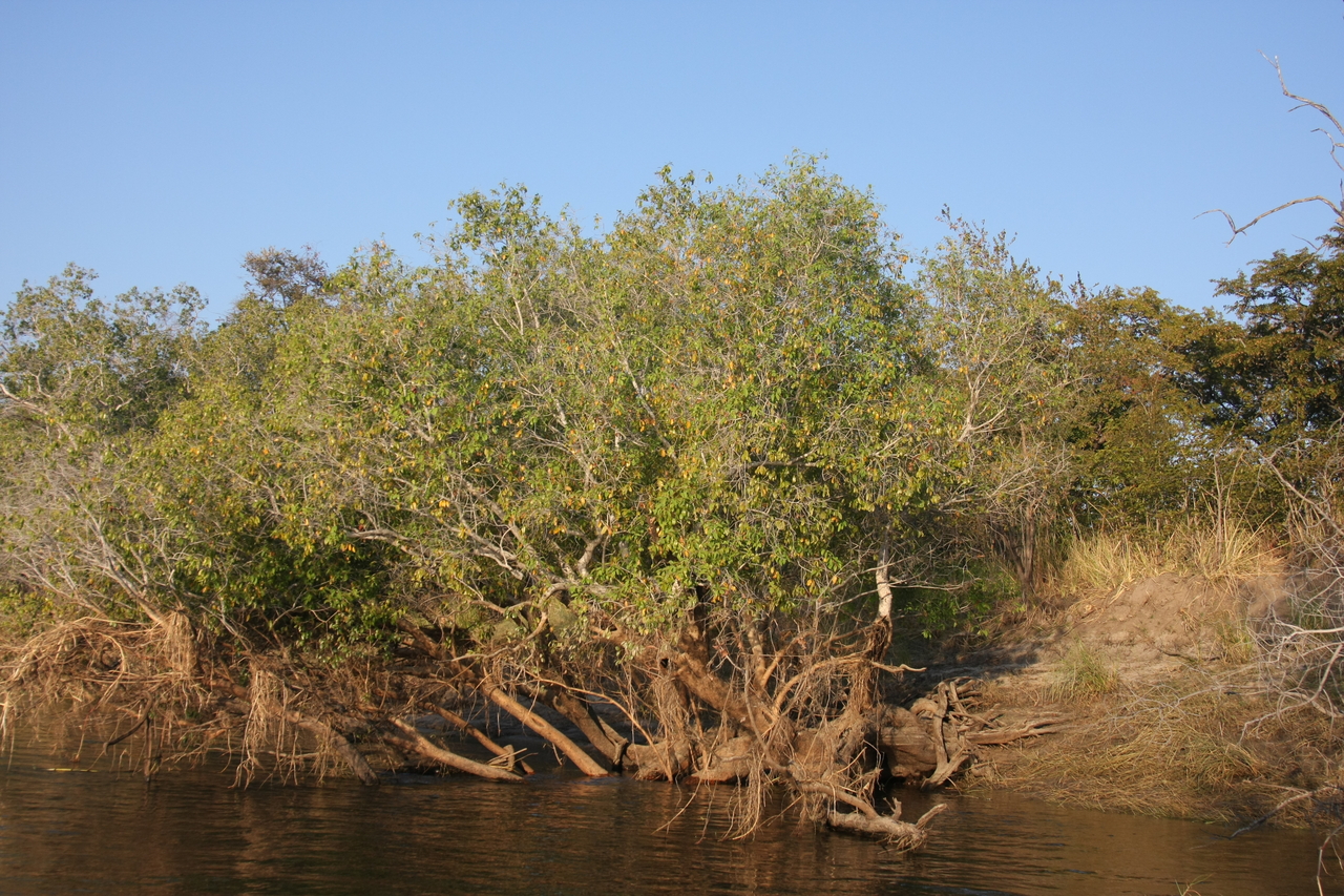 [28447] 2016_07_02_11_01_44_Africa_Canon_EOS_40D_IMG__04675.jpg