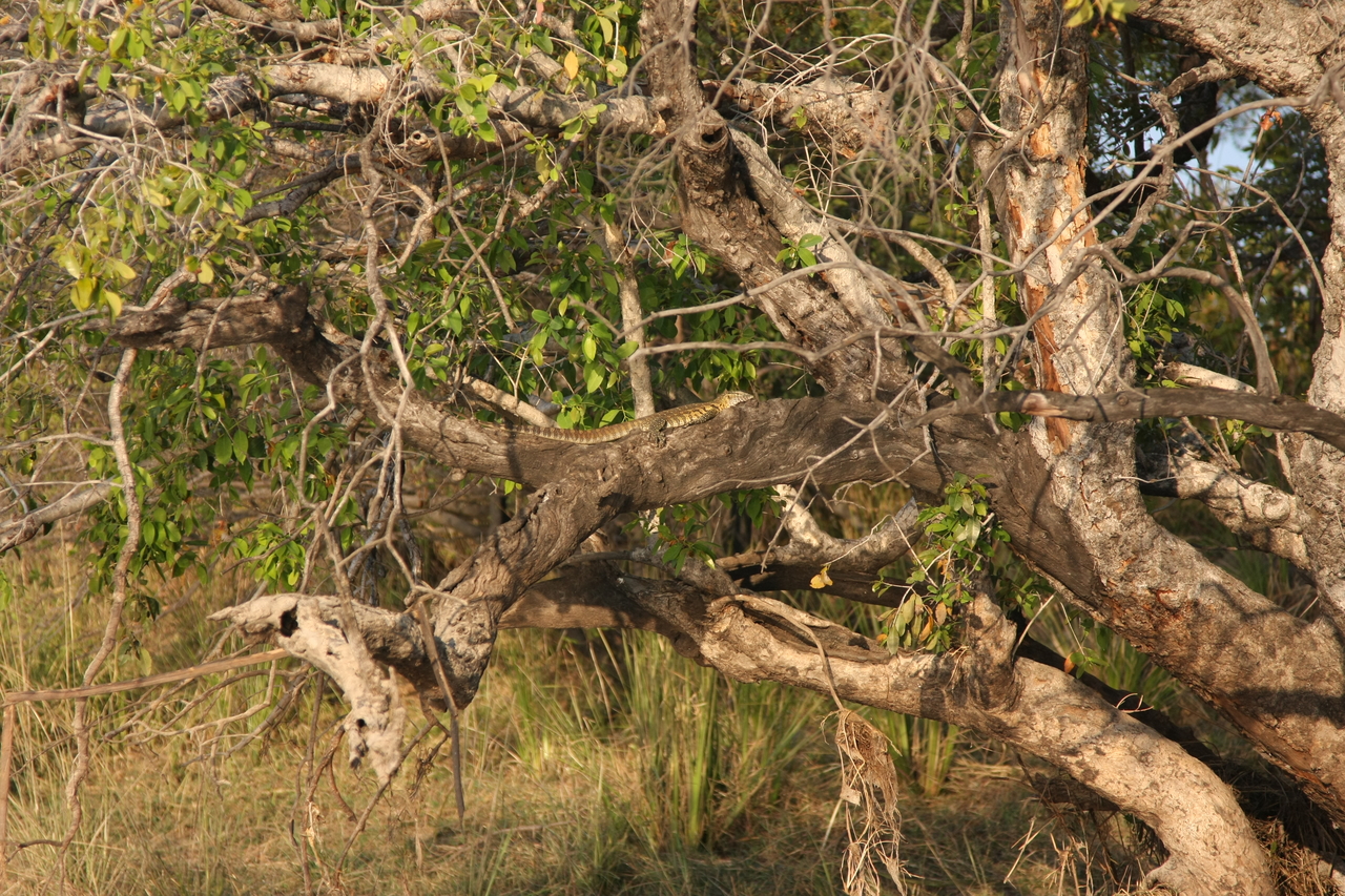 [28456] 2016_07_02_11_02_35_Africa_Canon_EOS_40D_IMG__04678.jpg