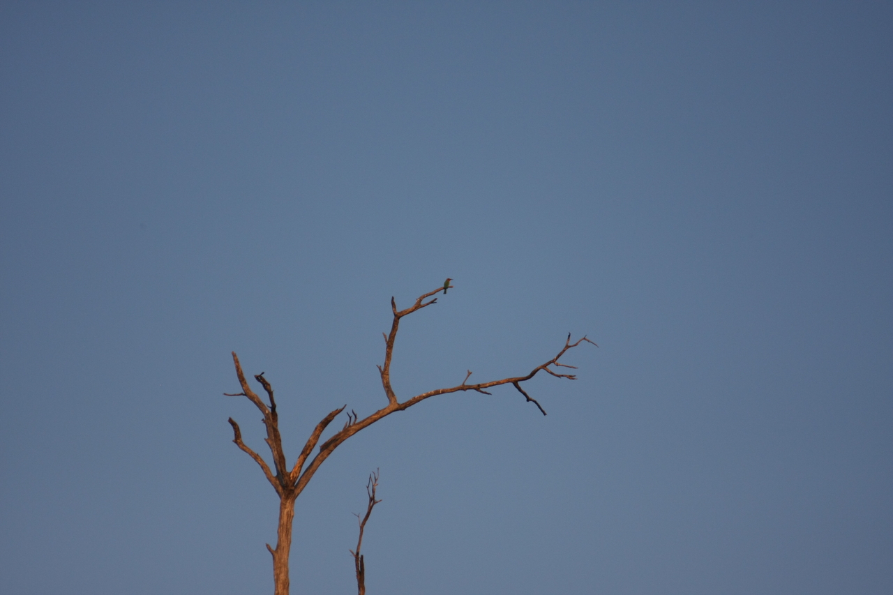 [28506] 2016_07_02_11_24_07_Africa_Canon_EOS_40D_IMG__00152.jpg