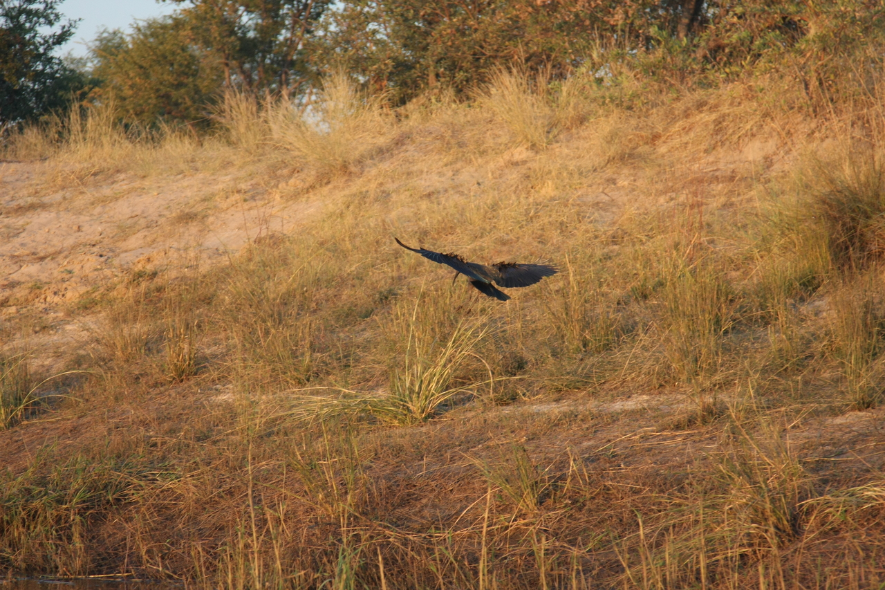 [28545] 2016_07_02_11_28_59_Africa_Canon_EOS_40D_IMG__12154.jpg